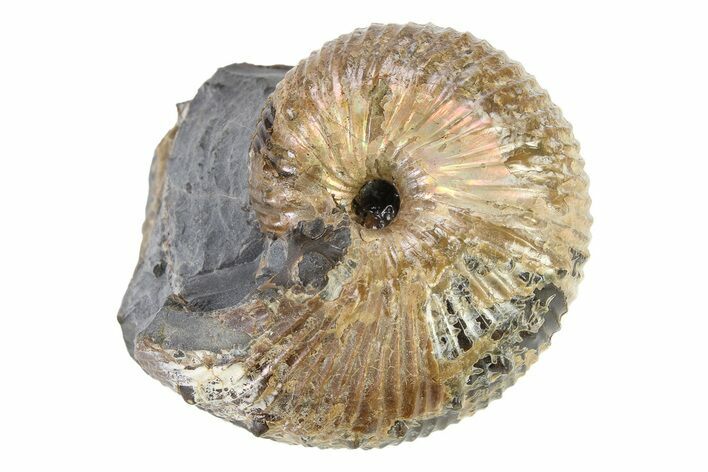 Iridescent Ammonite (Hoploscaphites) Fossil - Montana #316568